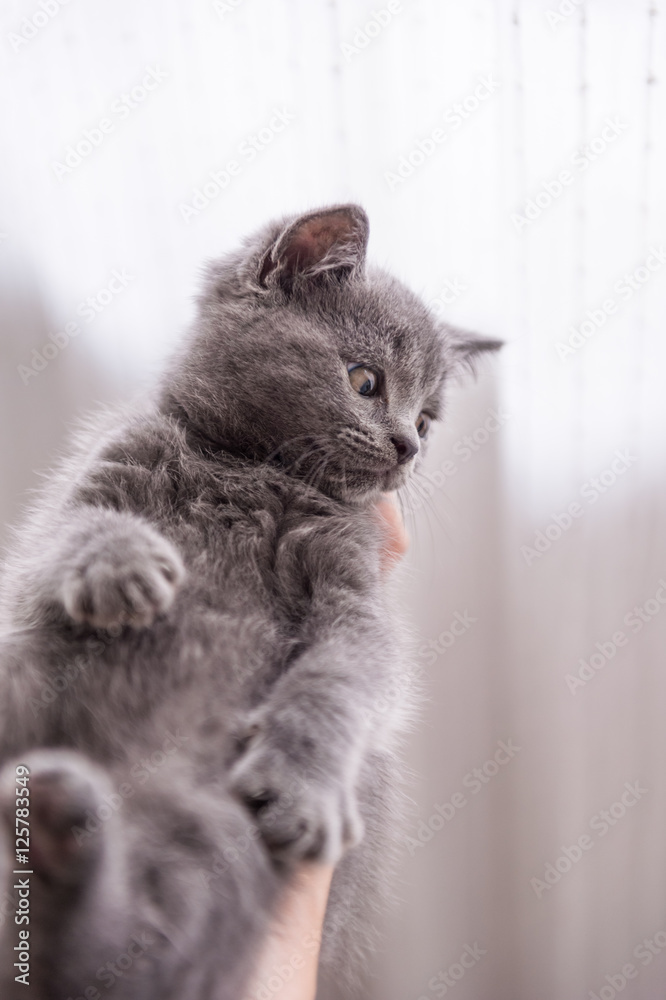 The grey shorthair kitten