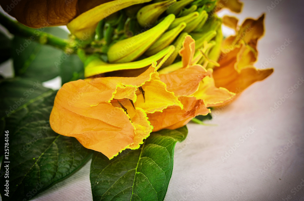 Obraz premium Africom Tulip Tree