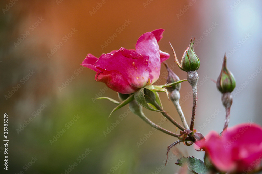 rose rose
