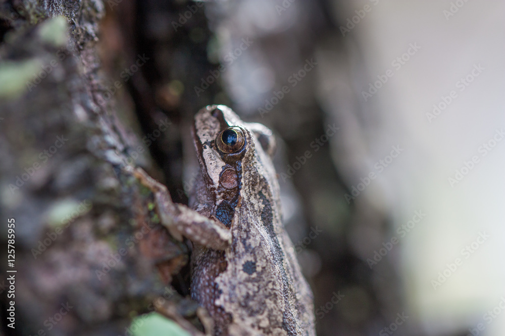 Frog climbing a tree