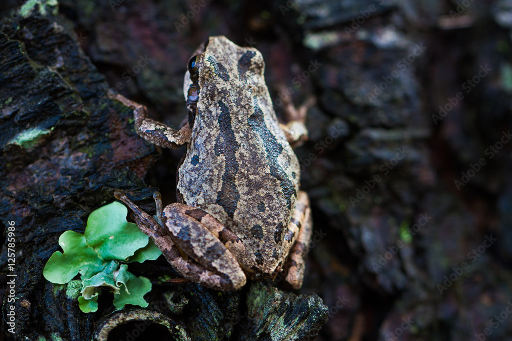Naklejka premium Frog climbing a tree