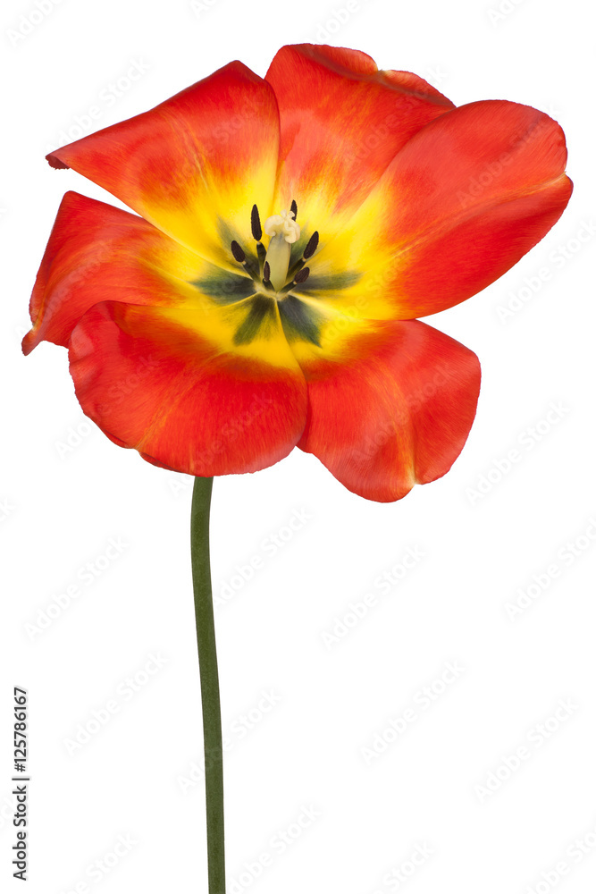 tulip