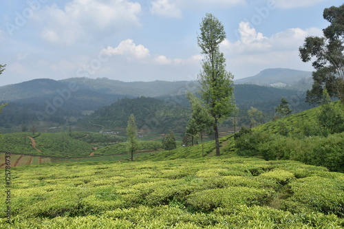 Tea Gardens in India