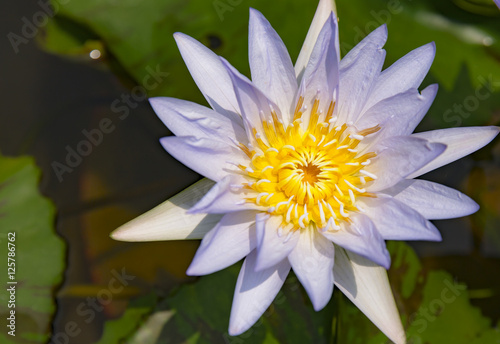 Lotus flower in nature.