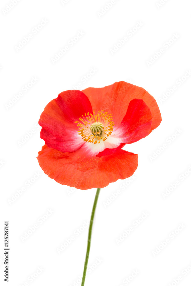 Obraz premium kwiat maku