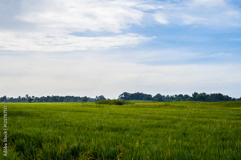 Fototapeta premium Morning on spring field