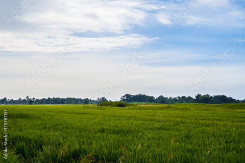 Morning on spring field