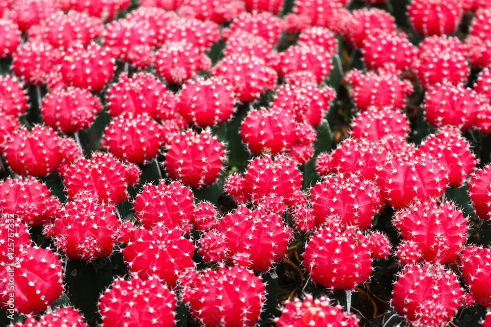 cactus in cameron highland, malaysia cactus in cameron highland, malaysia