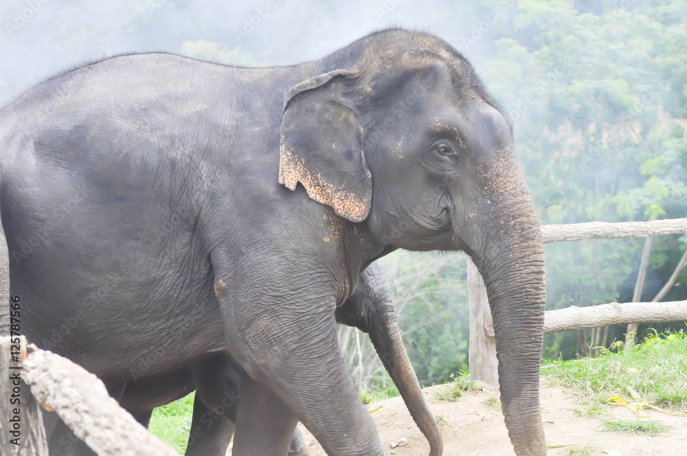 Fototapeta premium elephant herd , young elephants