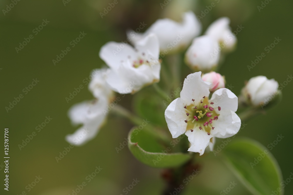 Haute-Savoie flower or vegetal ... Haute-Savoie flower or vegetal ...