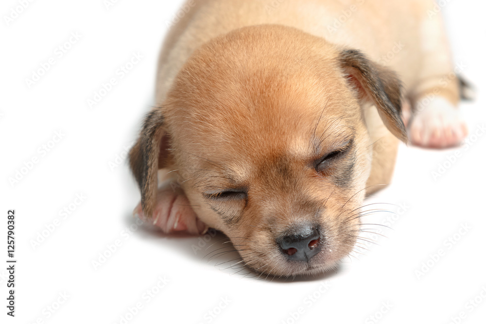 Sleeping chihuahua puppies on white background Sleeping chihuahua puppies on white background