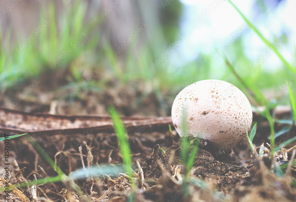 Mushroom on the floor in autumnal forest. over light and vintage tone Mushroom on the floor in autumnal forest. over light and vintage tone