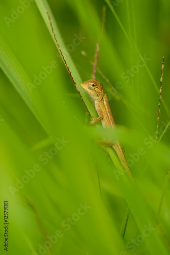 Young agama lizard sit on the small plant stem.