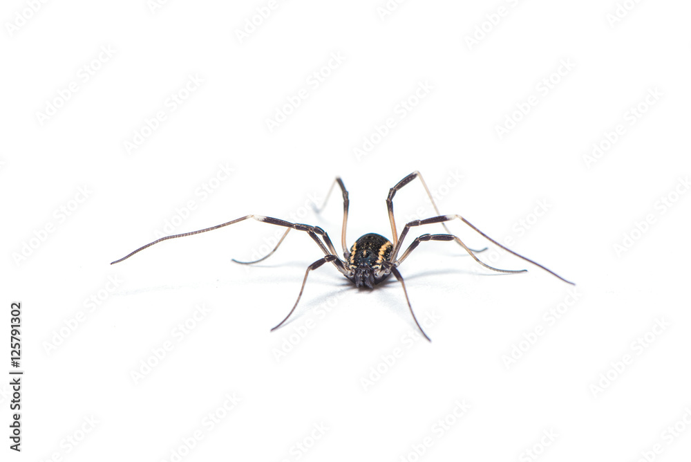 Fototapeta premium Opiliones spider isolated on the white background.