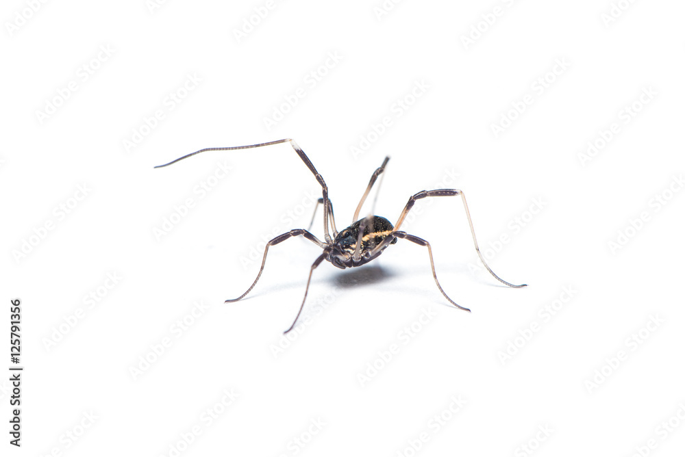Opiliones spider isolated on the white background. Opiliones spider isolated on the white background.