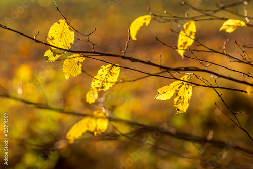 Detail of autumnal beech leaves on blurred background