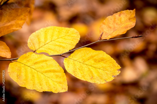 Golden beech leaves and blurred background