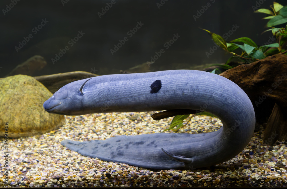 Fototapeta premium Американский чешуйтачник (south american lungfish)