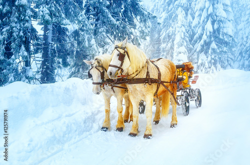 two beautiful white horses in mountain winter landscape.