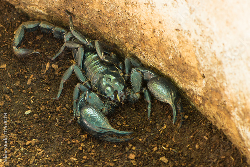 Giant forest scorpion photo