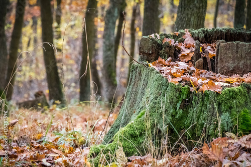 Old mossy stump in autumn forest