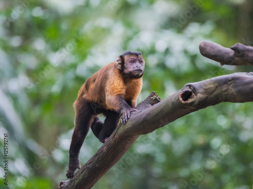 Golden-bellied capuchin rises on a log in the Singapore zoo