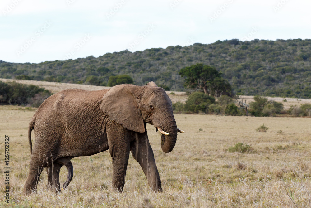 Bush Elephant standing and posing Bush Elephant standing and posing