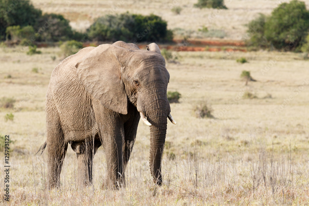 Bush Elephant standing peacefully in the long grass