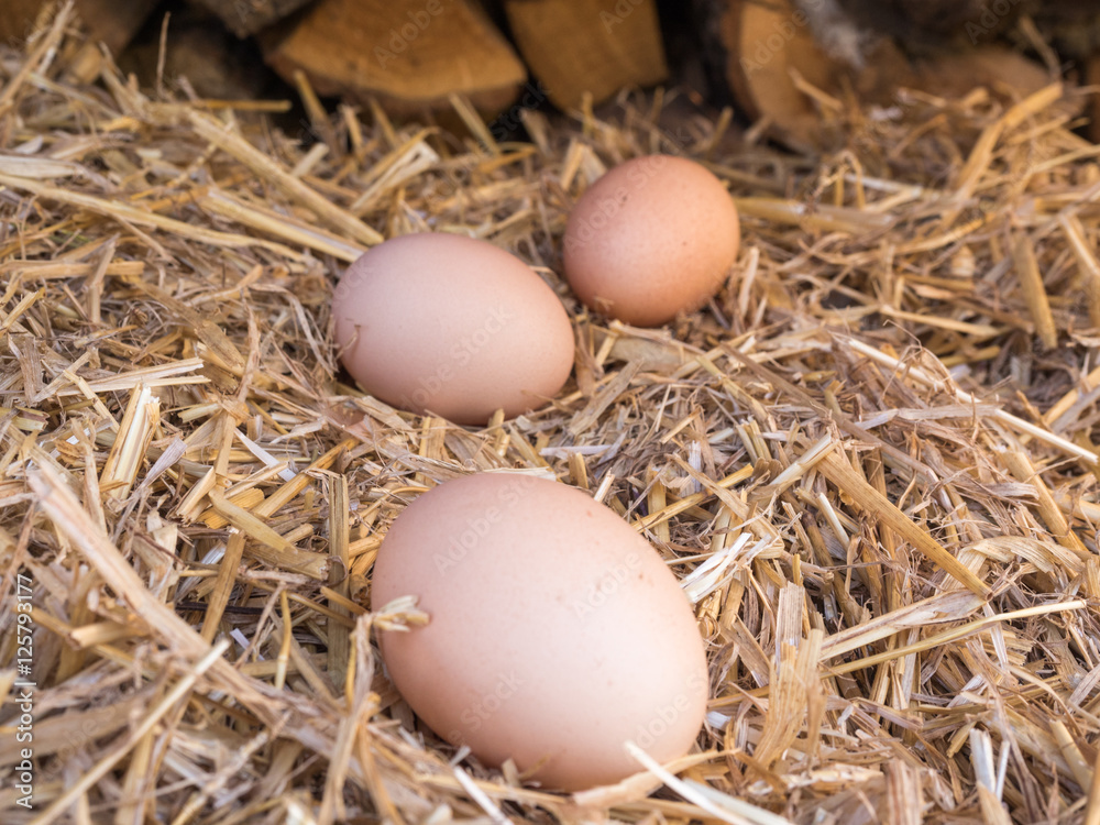 Close-up brown chicken eggs on a bed of straw