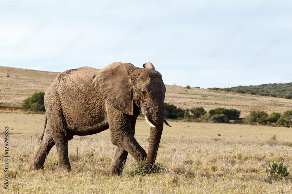 Bush Elephant walking and picking on the grass on the side