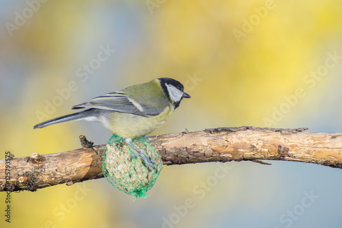 great tit, blue tit eats fat ball at the manger in the branches of trees