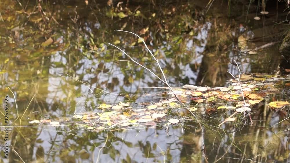Herbstblätter in einem kleinen Tümpel Herbstblätter in einem kleinen Tümpel