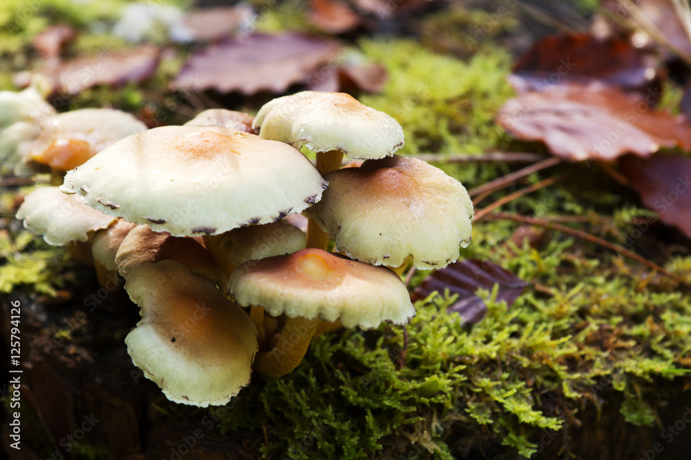 Close up of toadstools growing on the woodland floor Close up of toadstools growing on the woodland floor