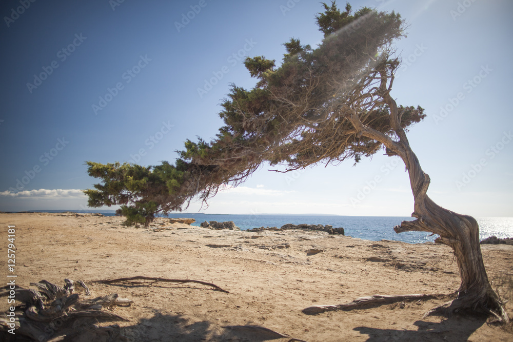 einzelner Baum am Strand Ibiza