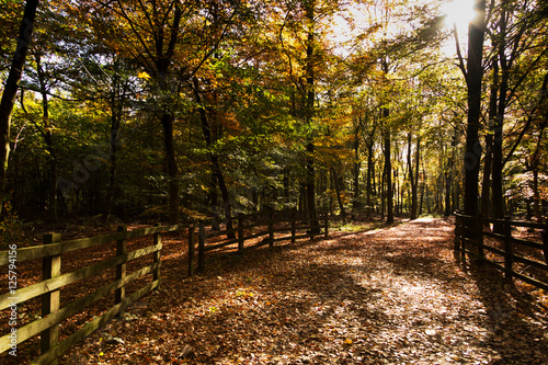 Woodland scene with yellow and brown autumn leaves