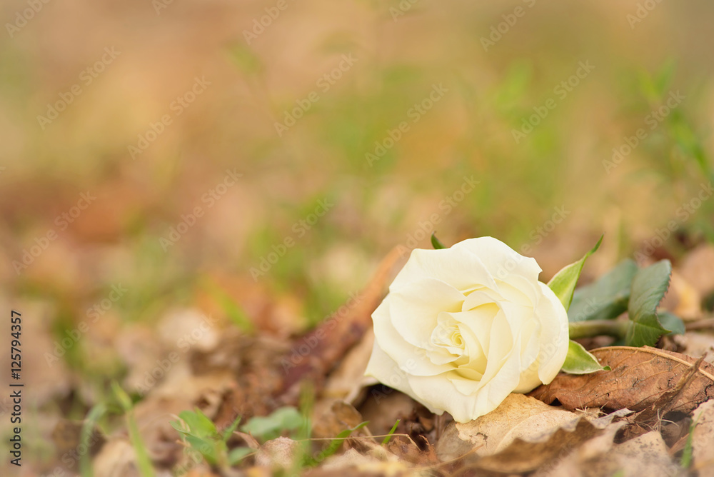 Obraz premium Closeup photo of a white rose in park