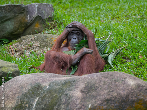 Orangutan lying on the green grass, his feet up on a rock and looking at the camera brazenly (Singapore) photo