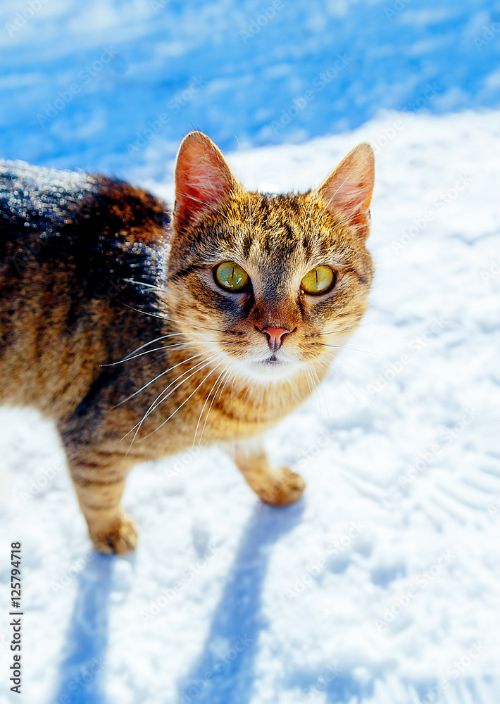 Cat in winter landscape. Eye contact and white background.