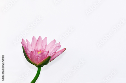 Lotus  wallapersbackground