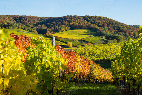 Herbstliche Weinberge