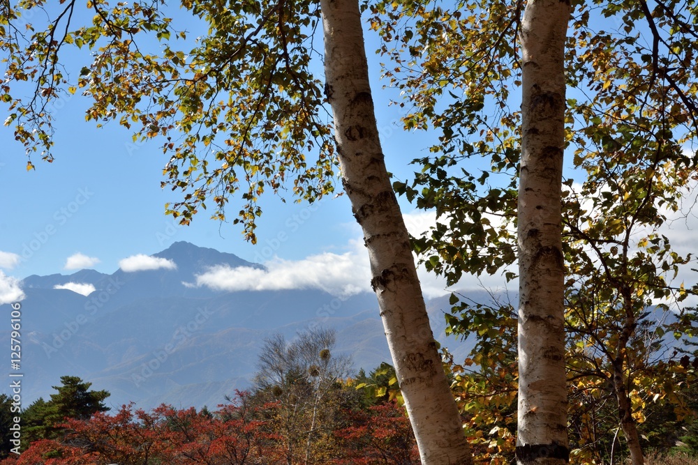 Fototapeta premium 秋の白樺と山脈の風景