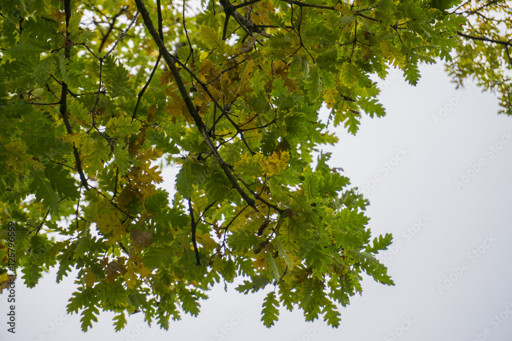 Fototapeta premium Oak leaf. Colors of autumn forest.