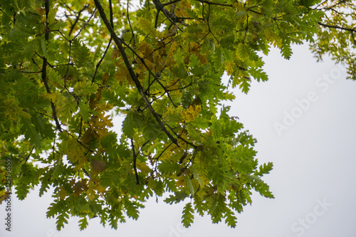 Oak leaf. Colors of autumn forest.