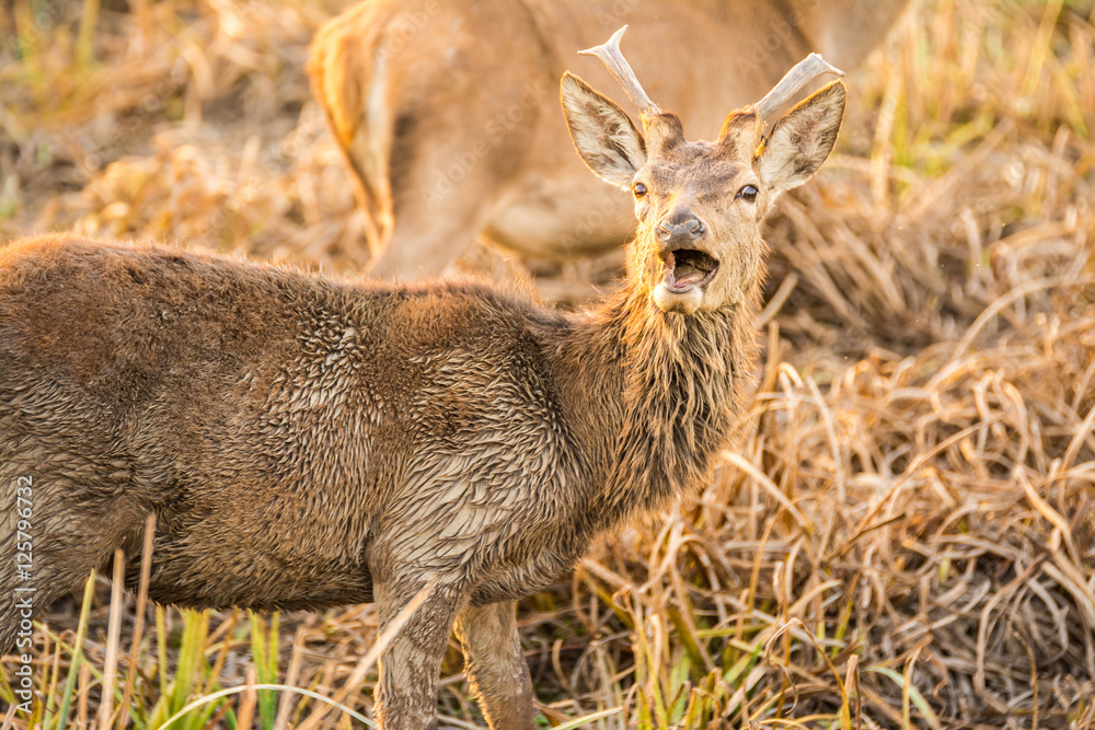 beautiful wild deer