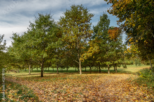 Yellow trees