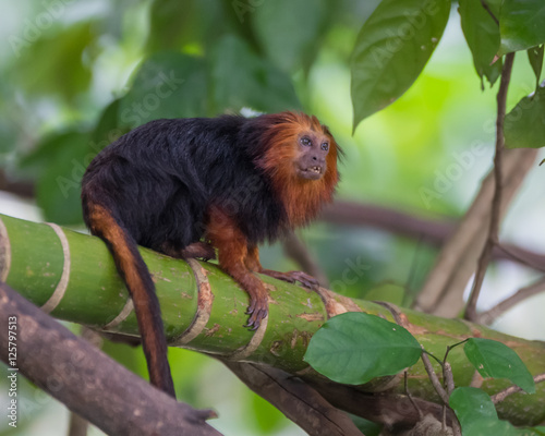 Redhead furry lion tamarin showing teeth, and sits on a green branch on a background of green leaves (Singapore)