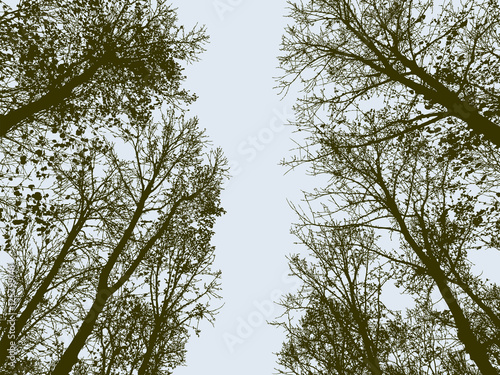 trees in the autumn forest