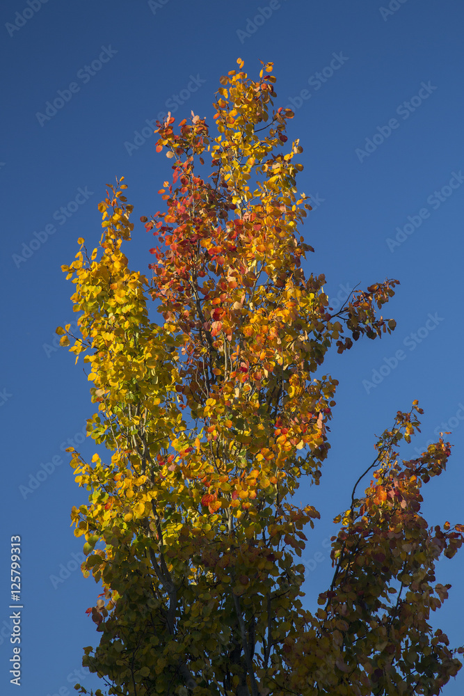 Top of Poplar with autumn leaves lit by sun on blue sky