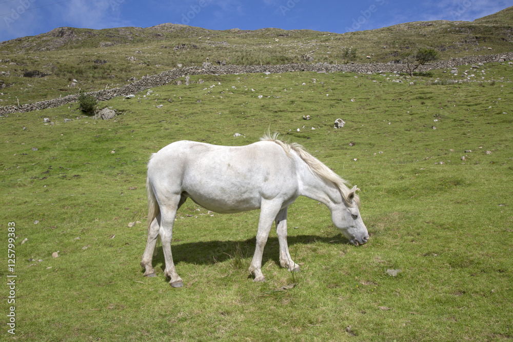 Wild Whiet Horse; Lettermash, Connemara; Galway Wild Whiet Horse; Lettermash, Connemara; Galway