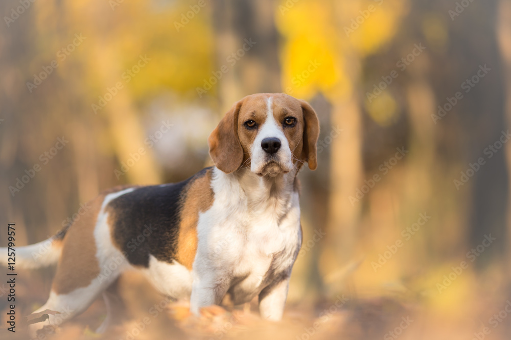 Cute Beagle Dog On Autumn Forest With Leaves